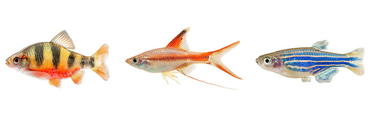 Set of Tiger barb fish, Swordtails fish and Zebra danio fish isolated on a transparent background