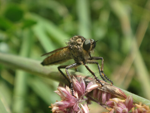 Golden-tabbed robber fly (Eutolmus rufibarbis), female perching on rush