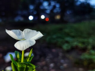 Solitary White Flower at Dusk A Night Bloom's Delicate Beauty