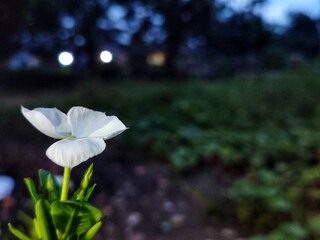 Obraz premium Serene Night Bloom A Single White Flower in Twilight's Embrace