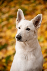 White swiss shepherd dog portrait