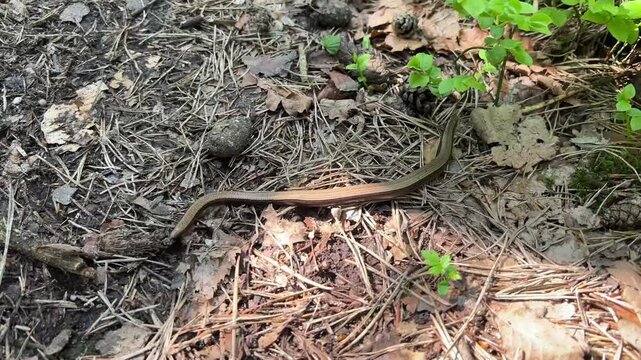A common copperhead crawls along a forest path