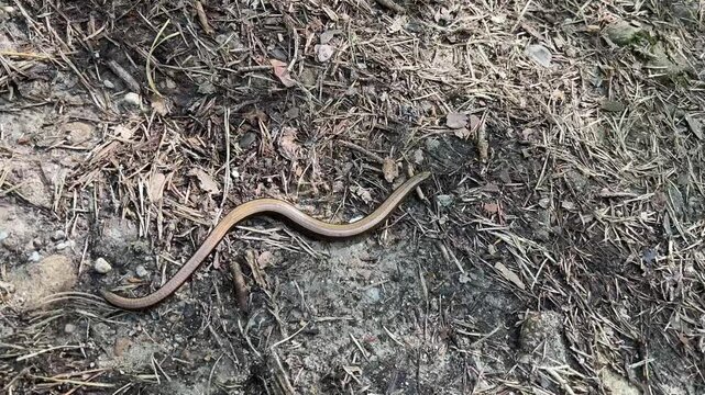 A common copperhead crawls along a forest path