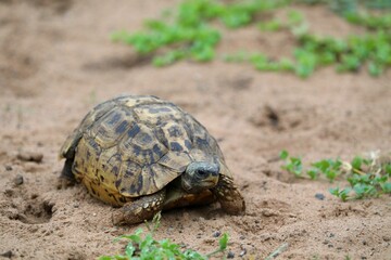 A leopard tortoise walks across sand, showing off its distinct shell markings and slow, steady movement.