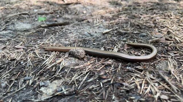 A common copperhead crawls along a forest path