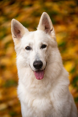 White swiss shepherd dog portrait