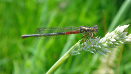 Small red damselfly (Ceriagrion tenellum), female f. typica sitting on an ear of grass