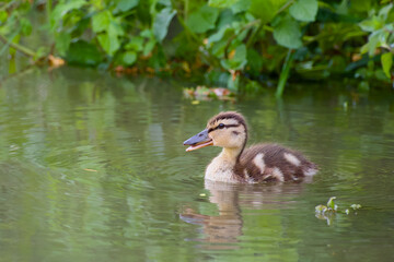 close-up of a mallard duckling (Anas platyrhynchos) floating peacefully on the water’s surface