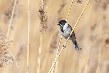 Reed bunting