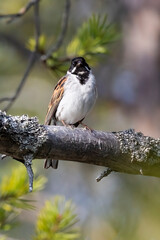 Reed bunting