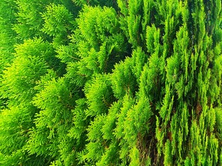 Vibrant Green Thuja Hedge Lush Texture and Foliage Detail