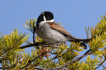 Reed bunting