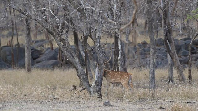 Full shot of wild male Spotted deer or Chital or axis axis rubbing long antlers body to tree for antler velvet shedding scent marking physical social interaction ranthambore national park forest india
