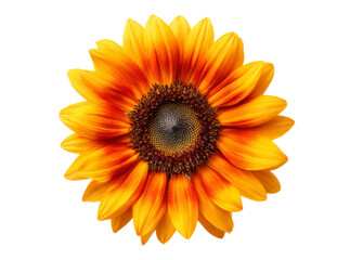 Fototapeta premium Vibrant orange sunflower blossom isolated on black background, Isolated On Transparent Background