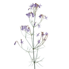 Naklejka premium Delicate Purple Flower