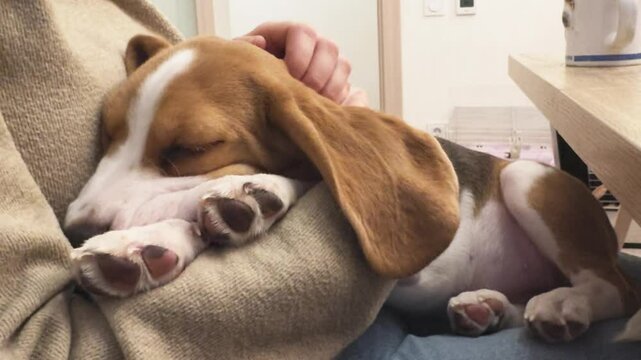 Unrecognizable woman holding cute sleeping puppy dog beagle at home indoor. Owner girl stroking holding little pet dog friend. Love for pets friendship support team companion pet care