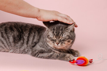 Domestic funny cat with toy lying against pink background