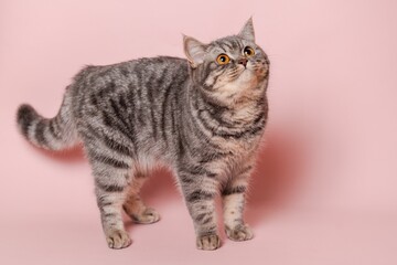 Close up on funny gray cat isolated at pink background