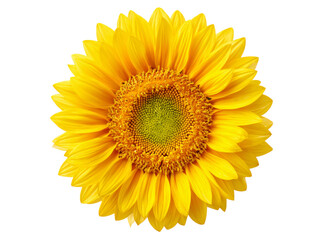 Fototapeta premium Vibrant yellow sunflower isolated on black background, Isolated On Transparent Background