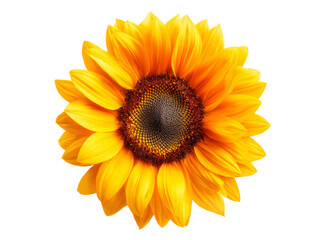 Fototapeta premium Vibrant sunflower blossom isolated on black background, Isolated On Transparent Background
