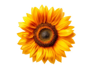 Vibrant sunflower isolated on black background summer bloom, Isolated On Transparent Background