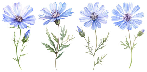 Obraz premium PNG Delicate watercolor blue flowers, element set on transparent background