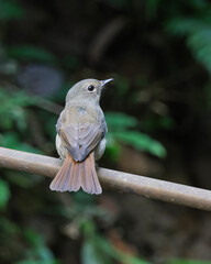 pale blue flycatcher or Cyornis unicolor seen in Karimganj, Assam, India