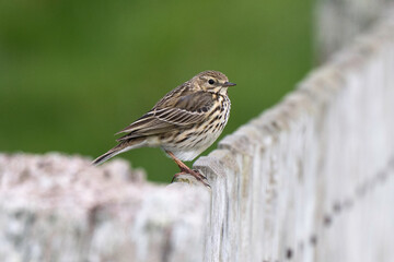 Pipit farlouse,Anthus pratensis, Meadow Pipit