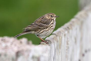 Pipit farlouse,Anthus pratensis, Meadow Pipit