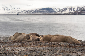 Morse, Odobenus rosmarus, Spitzberg, Svalbard, Norvège