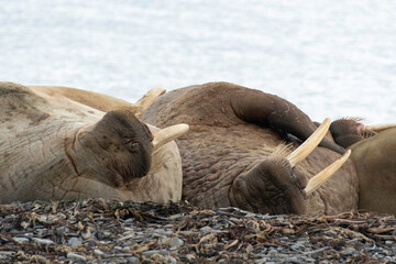 Morse, Odobenus rosmarus, Spitzberg, Svalbard, Norvège