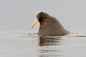 Morse, Odobenus rosmarus, Spitzberg, Svalbard, Norvège