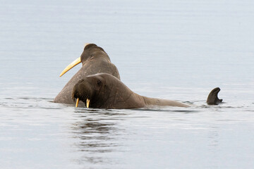 Morse, Odobenus rosmarus, Spitzberg, Svalbard, Norvège