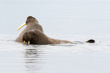 Morse, Odobenus rosmarus, Spitzberg, Svalbard, Norvège