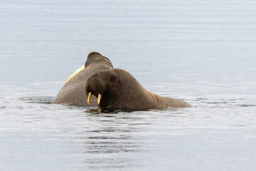 Morse, Odobenus rosmarus, Spitzberg, Svalbard, Norvège