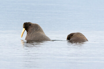 Morse, Odobenus rosmarus, Spitzberg, Svalbard, Norvège