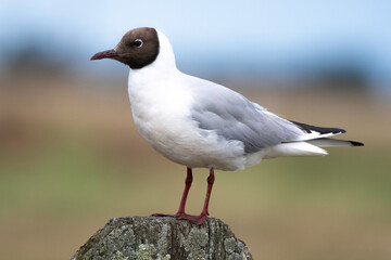 Mouette rieuse,Chroicocephalus ridibundus, Black headed Gull
