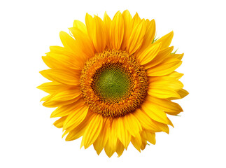 Fototapeta premium Vibrant yellow sunflower isolated on black background, Isolated On Transparent Background
