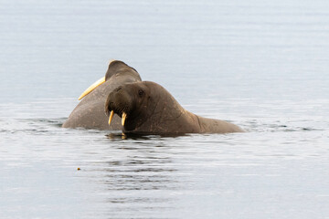 Morse, Odobenus rosmarus, Spitzberg, Svalbard, Norvège