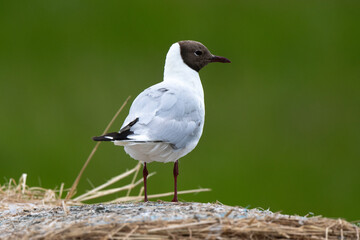 Mouette rieuse,Chroicocephalus ridibundus, Black headed Gull