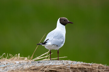 Mouette rieuse,Chroicocephalus ridibundus, Black headed Gull