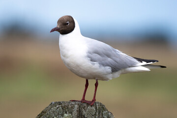 Mouette rieuse,Chroicocephalus ridibundus, Black headed Gull
