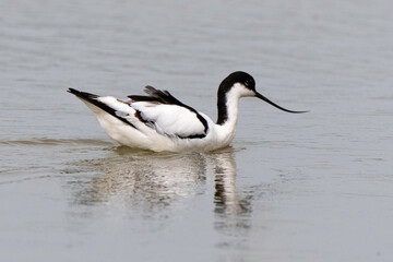 Avocette élégante, Recurvirostra avosetta, Pied Avocet