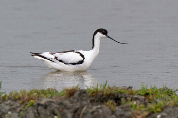 Avocette élégante, Recurvirostra avosetta, Pied Avocet