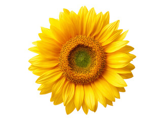 Fototapeta premium Vibrant sunflower blooming isolated on black background, Isolated On Transparent Background