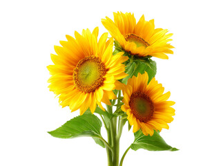 Obraz premium Three vibrant sunflowers isolated on black background, Isolated On Transparent Background
