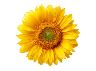 Fototapeta premium Vibrant yellow sunflower isolated on black background, Isolated On Transparent Background