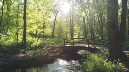 Sunlit Forest Panorama: Bright Light Shining on Trees in Nature Scene