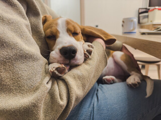 Unrecognizable woman holding cute sleeping puppy dog beagle at home indoor. Owner girl stroking holding little pet dog friend. Love for pets friendship support team companion pet care