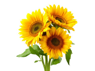 Obraz premium Three vibrant sunflowers isolated on black background, Isolated On Transparent Background